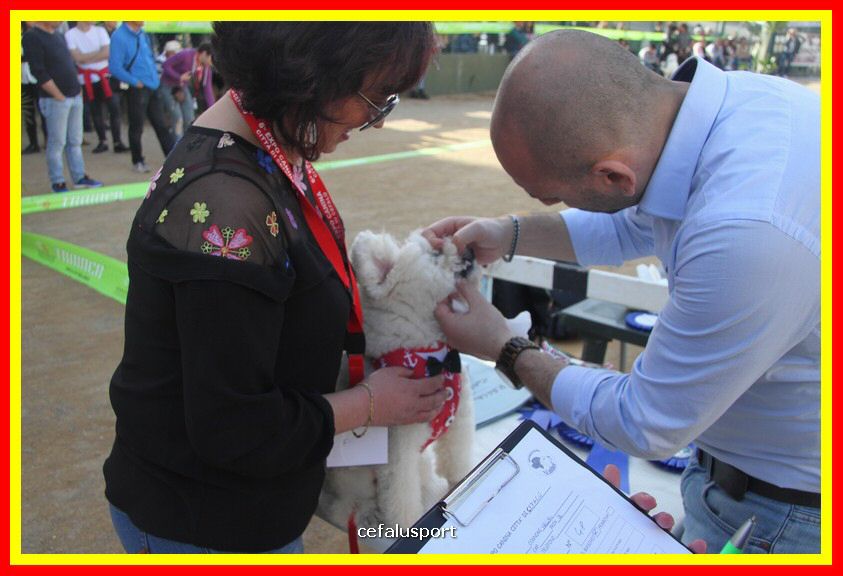 180311 mostra_canina 157.jpg